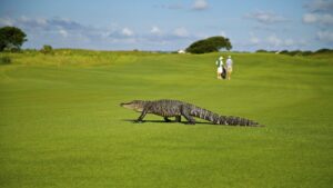 Alligator on green golf course