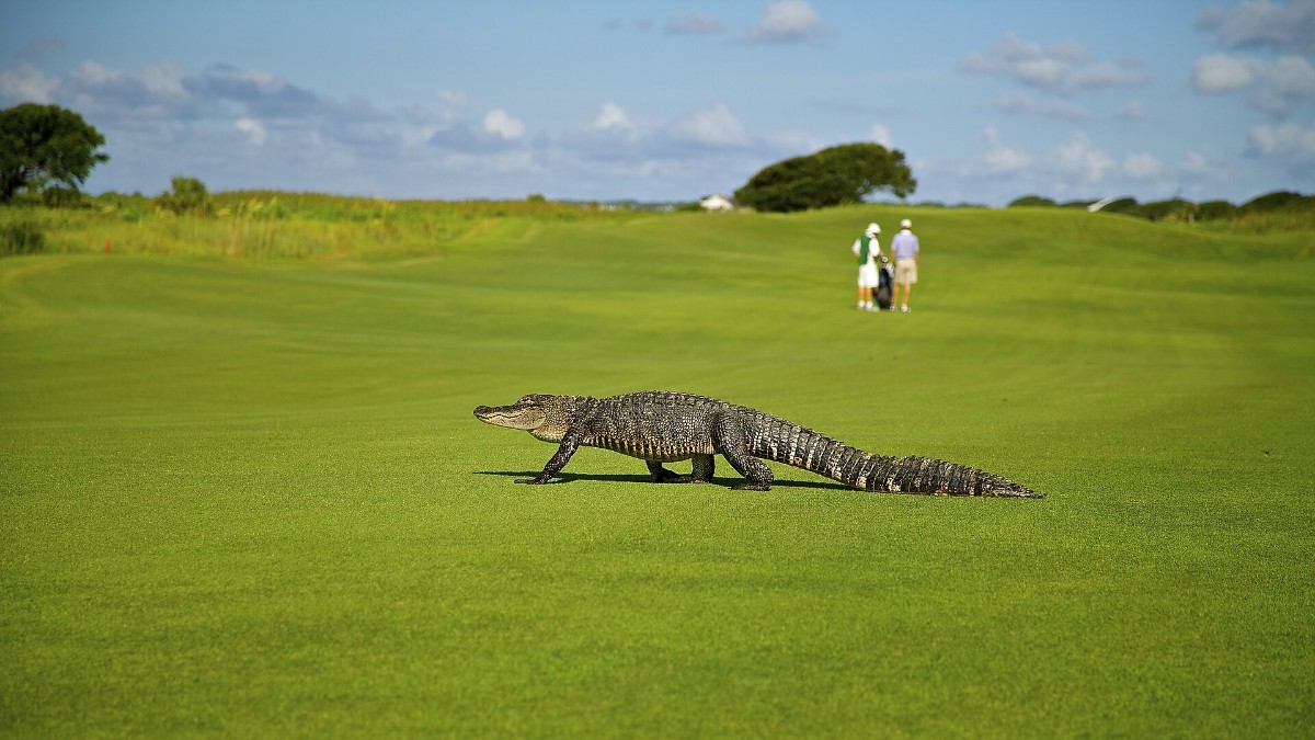 Alligator on green golf course